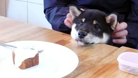 haru.jpg